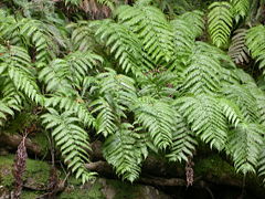 Woodwardia_radicans