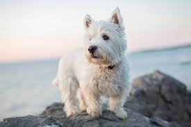 West_Highland_terrier